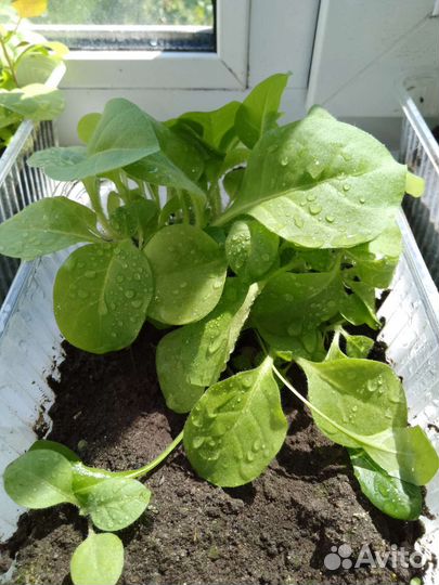 Семена tаbаcа, урожай 2023г