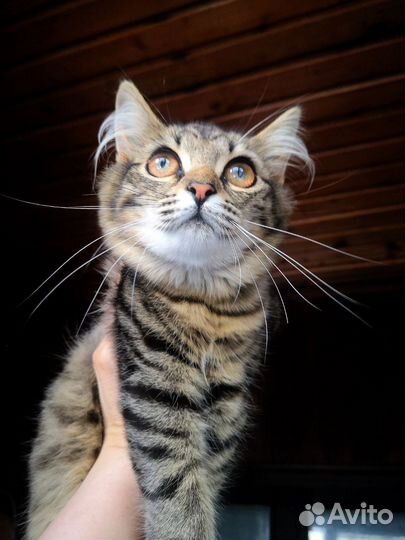 Кошка в дар бесплатно