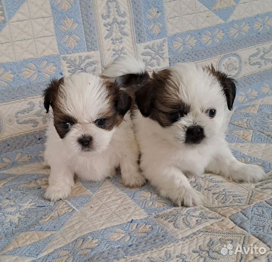 Ши-тцу щенки