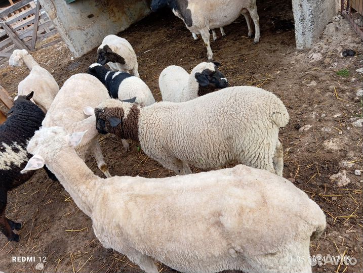 Баранчики на племя