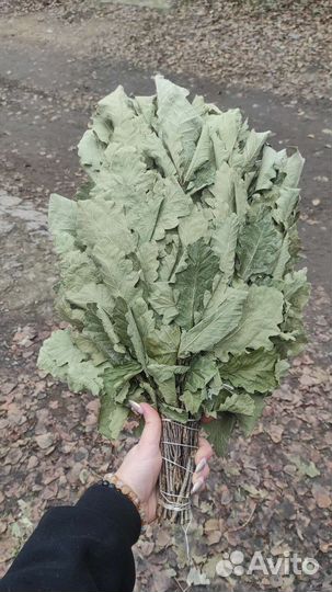 Дуб,Ольха,Липа,Осина,Фундук, Берёза, Канада,Пихта