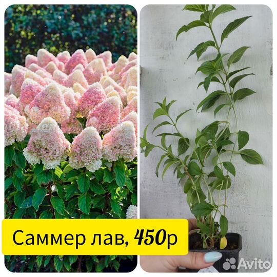 Гортензия