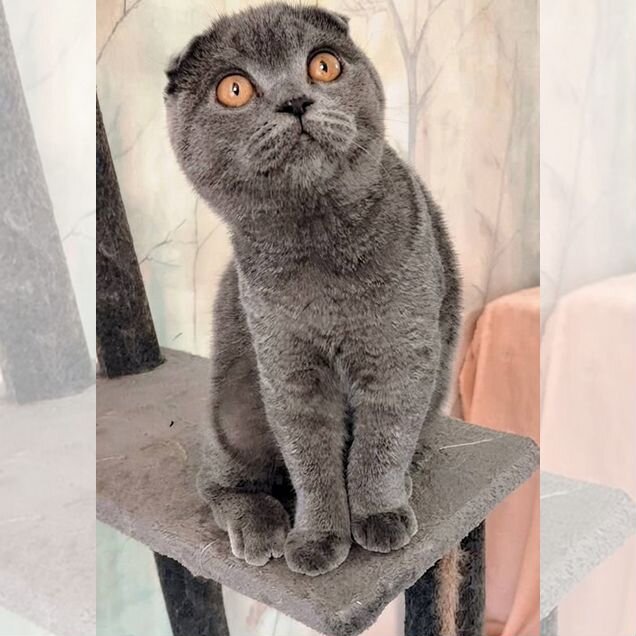 Шотландский вислоухий короткошёрстный котёнок