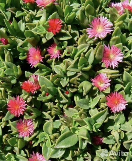 Аптения сердцелистная