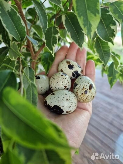 Перепелки несушки. Яйцо перепелиное инкубационное