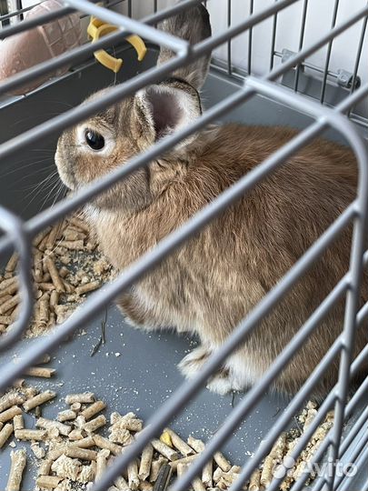 Декоративные кролики