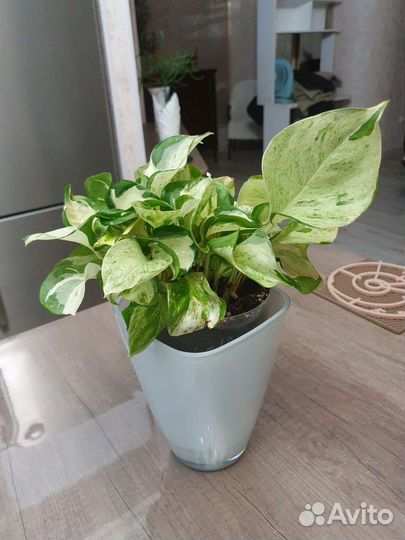 Ананас с плодом. Сциндапсусы разные