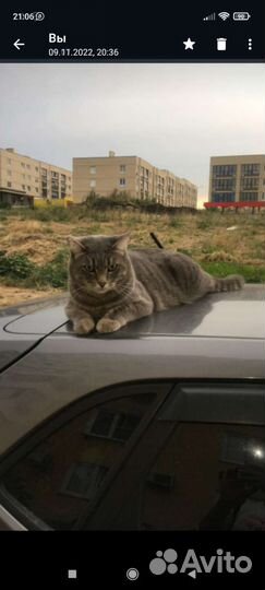 Кот Кис Мурчик, 3 года