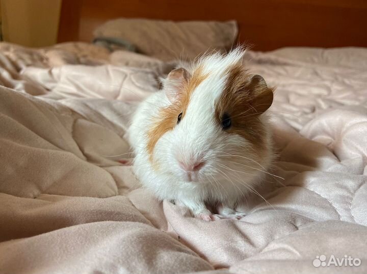 Морская свинка с клеткой