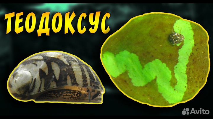 Теодоксус улитка