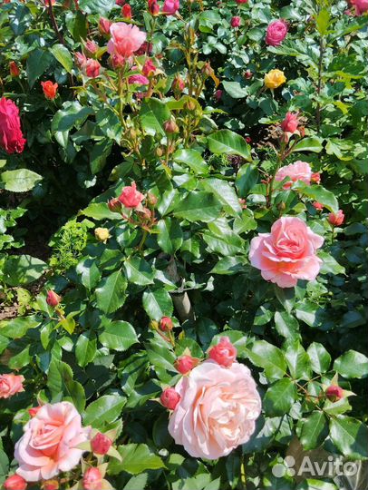 Саженцы роз (много сортов)