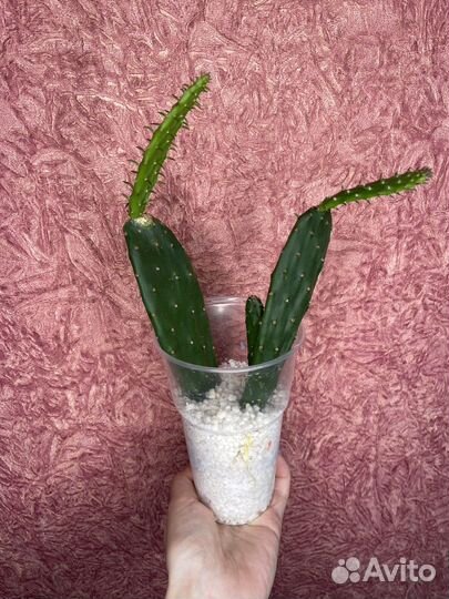 Opuntia bergeriana (Опунция)