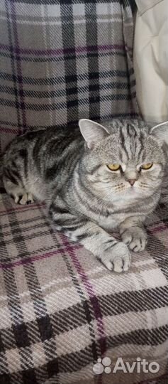 Британская кошка в дар