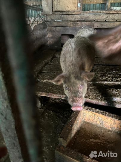 Хряк на племя