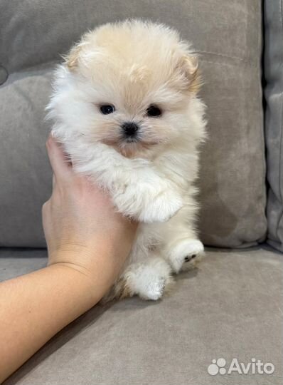 Померанский шпиц