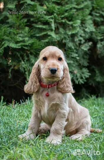 Собаки кокер спаниель