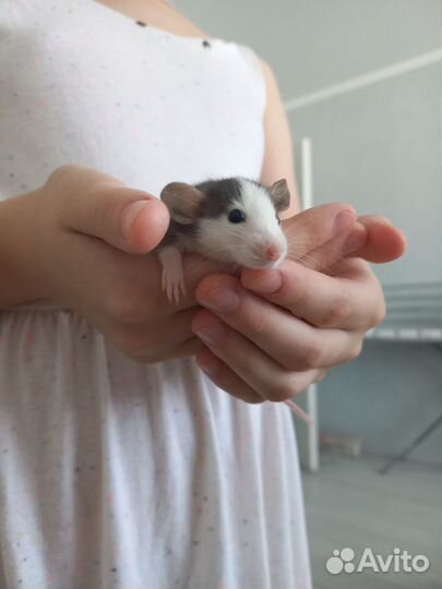 Крысята дамбо