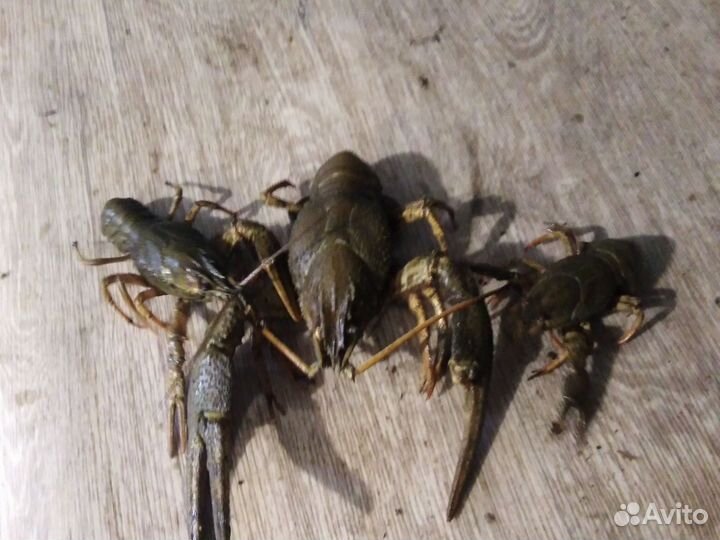 Живые раки и варёные