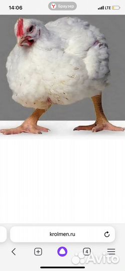 Мясо домашнего бройлера