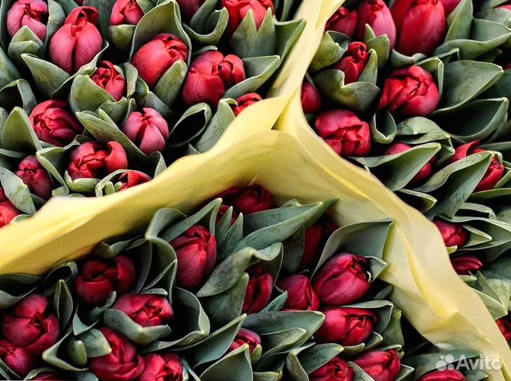 Тюльпаны опт разные цвета