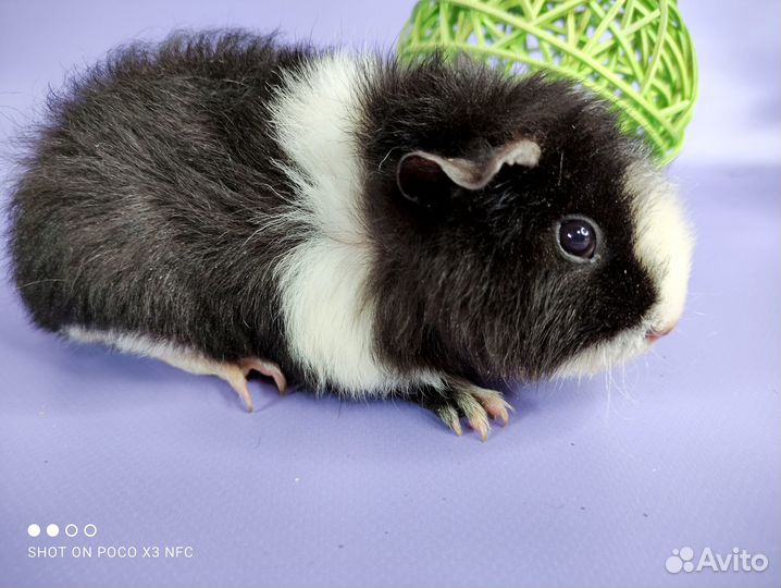 Морские свинки разных пород(девочки)