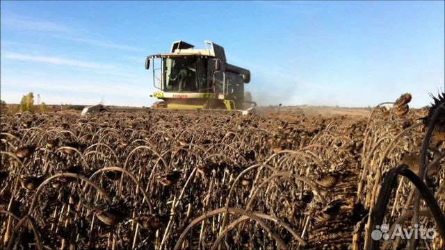 Семена гибриды подсолнечника. Скороспелый 87 Элита