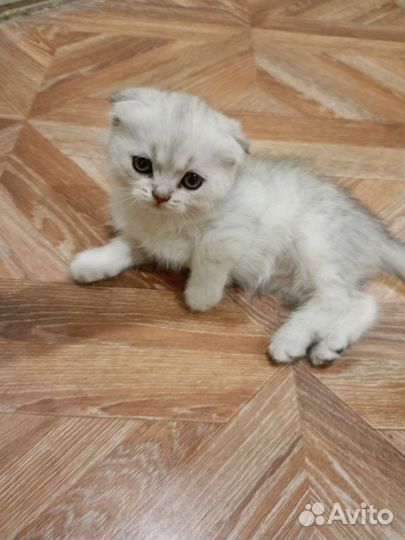 Кошки шотландцы