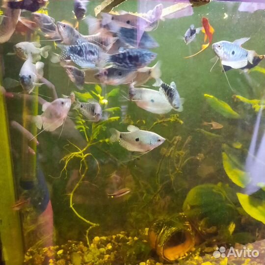 Аквариумные рыбки