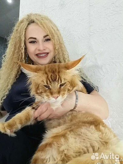 Котята Мейн-кун