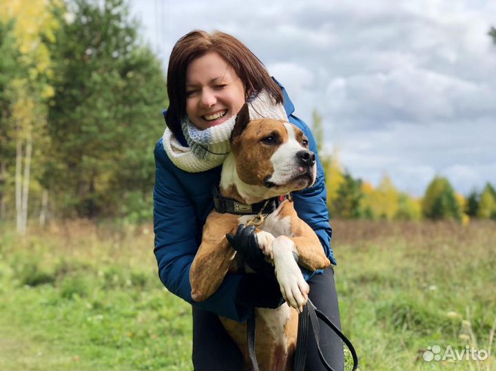 Коррекция проблемного поведения терьеров