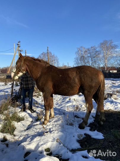 Жеребец советский тяжеловоз