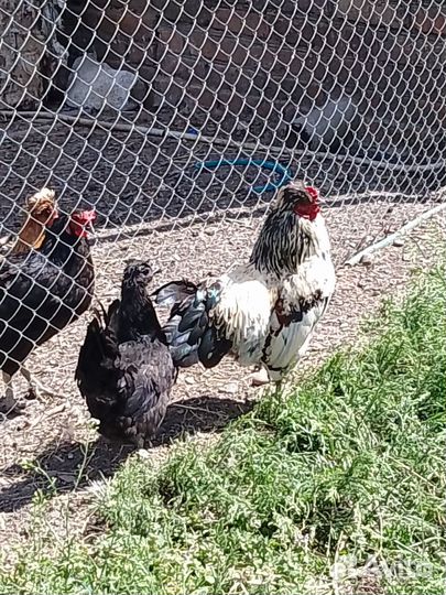 Декоративные курочки и петушки