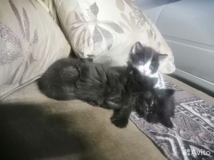 Кошка в дар бесплатно