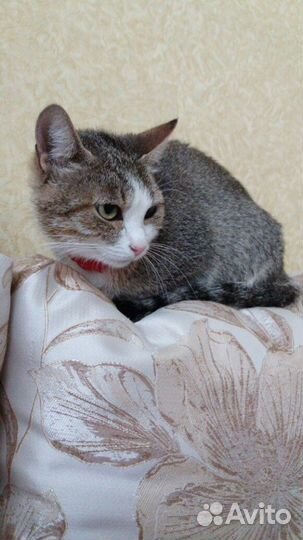 Нежная красавица - молодая Милаша в дар