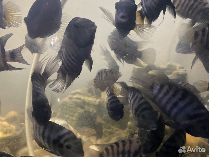 Аквариумные рыбки цихлиды