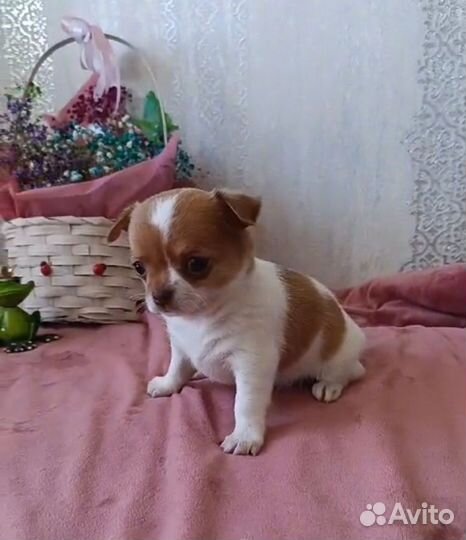 Роскошные щенки чихуахуа