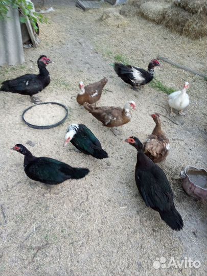 Домашние животные