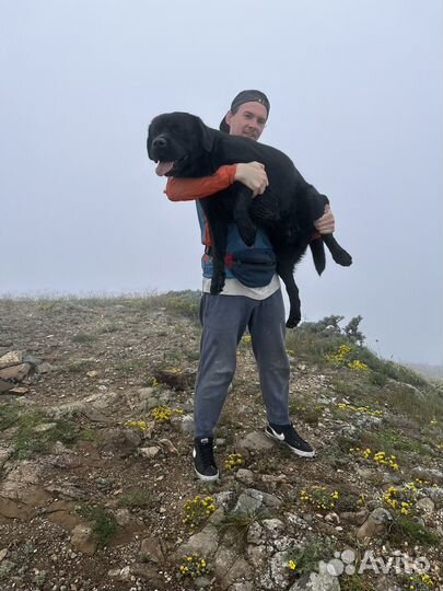 Лабрадор