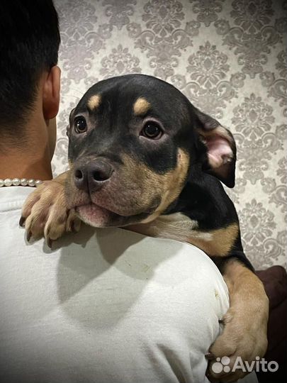 Американский булли классик