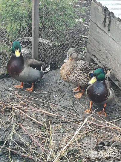 Подсадные утки