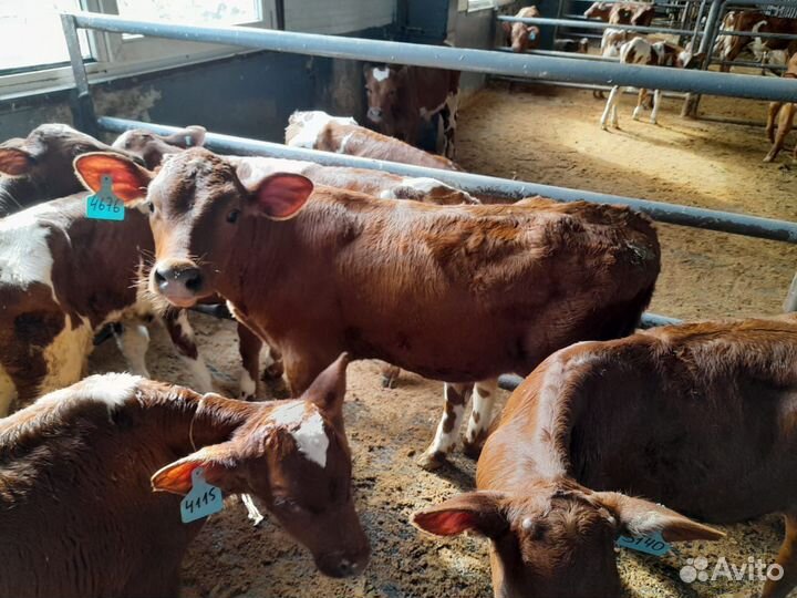 Бычки и быки