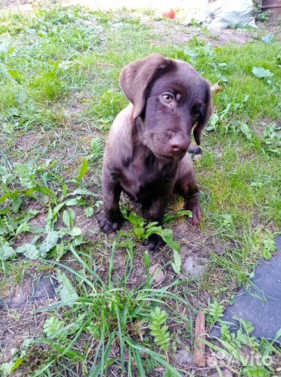 Щенки лабрадора