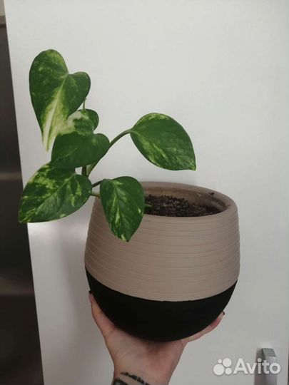 Сциндапсус