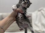 Вислоухий котенок в добрые руки