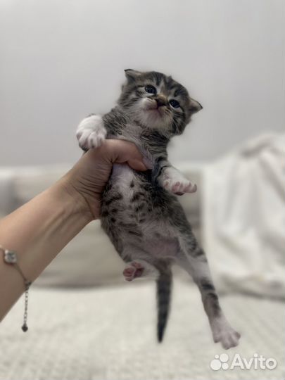 Вислоухий котенок в добрые руки