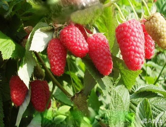 Саженцы крупноплодных сортов малины