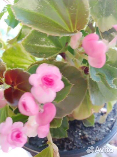 Бегония вечноцветущая махровая