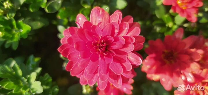 Хризантема мультифлора бронзовая