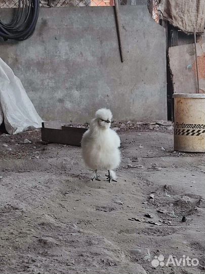 Китайские куры