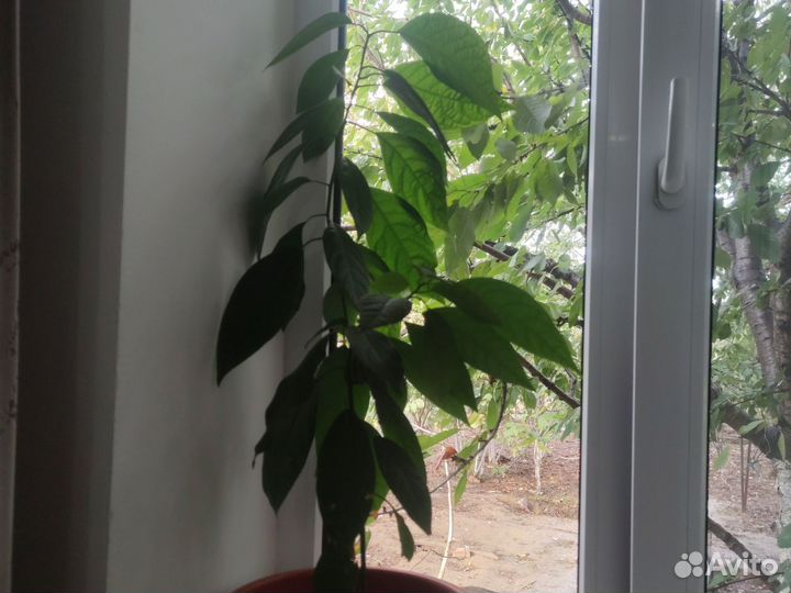 Саженцы авокадо